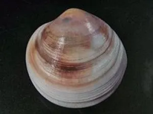 ELEGANT DOSINIA SHELL