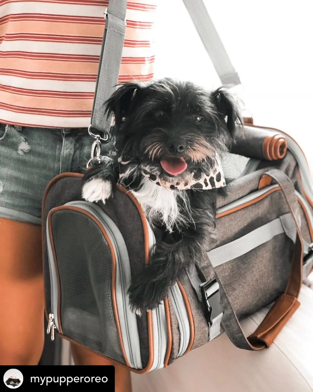 Mr. Peanut's Gold Series Standard Size Airline Compliant Expandable Pet Carrier