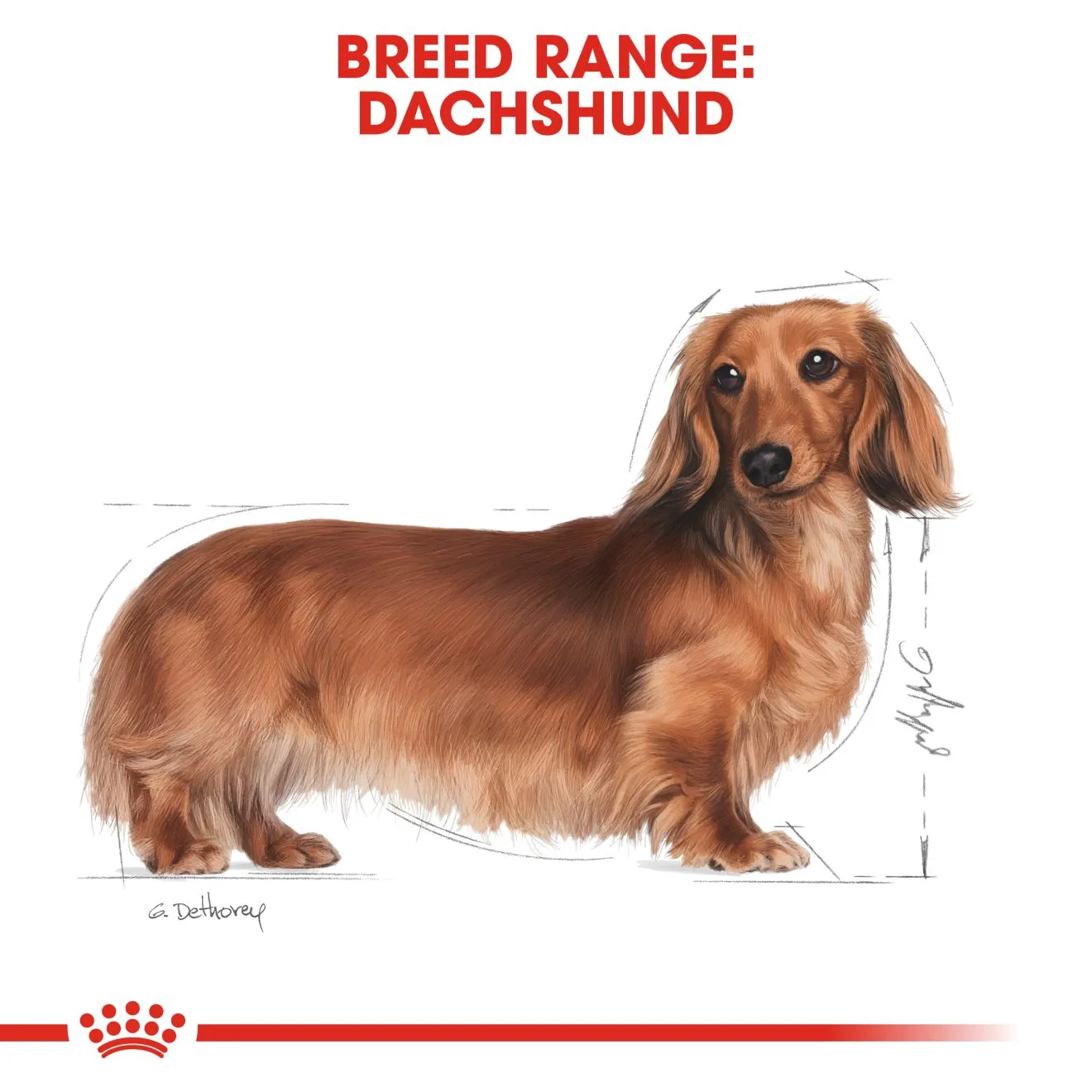 Royal Canin Dog Pouch - Dachshund