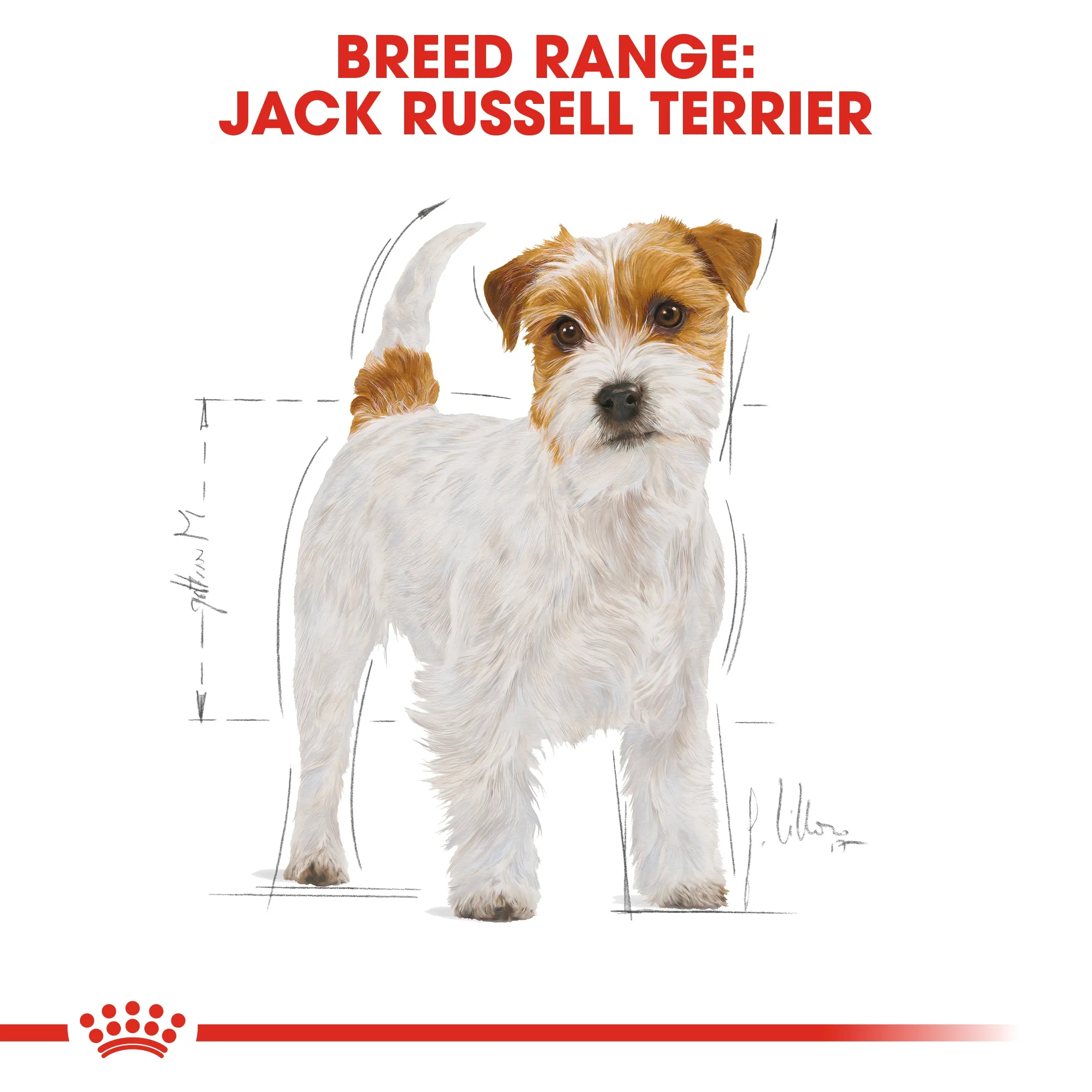 Royal Canin Jack Russell Adult