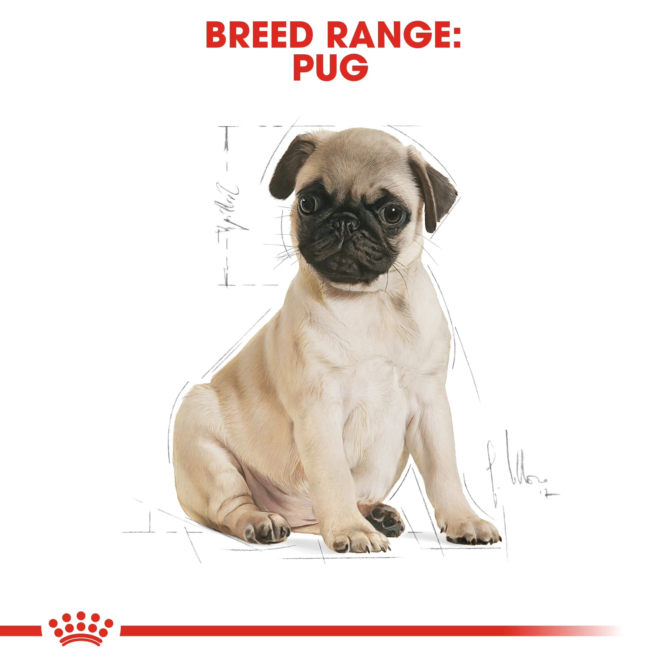 Royal Canin Pug Puppy/Junior