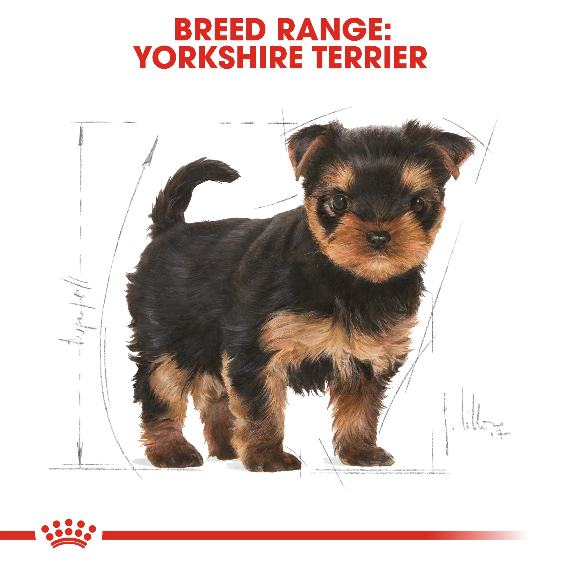 Royal Canin Yorkshire Terrier Puppy 1.5kg